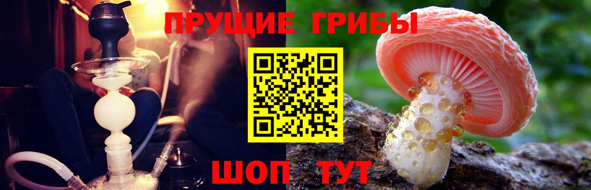 цены наркотик  Вход с VPN  Псилоцибиновые грибы мицелий  Батайск  Галлюциногенные грибы Psilocybine cubensis 
